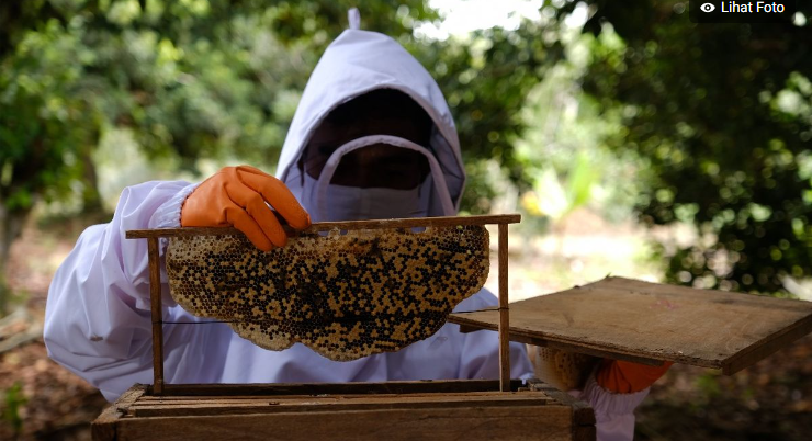 Kebakaran hutan merupakan salah satu permasalahan serius yang dihadapi oleh Indonesia, termasuk Bengkalis, Riau. Fenomena ini tidak hanya berakibat pada kerusakan ekosistem, tetapi juga berdampak negatif pada kesehatan masyarakat dan ekonomi lokal. Di tengah upaya mengurangi risiko kebakaran hutan, budidaya lebah madu di pekarangan menjadi alternatif yang menarik dan berpotensi memberikan keuntungan ekonomi sekaligus melestarikan lingkungan. Artikel ini akan membahas lebih dalam mengenai upaya pencegahan kebakaran hutan melalui budidaya lebah madu di Bengkalis, serta manfaat yang dapat diperoleh oleh warga setempat. 1. Pentingnya Mencegah Kebakaran Hutan Kebakaran hutan di Indonesia, khususnya di wilayah Riau, telah menjadi masalah yang berkepanjangan. Penyebab kebakaran ini beragam, mulai dari pembakaran lahan untuk pertanian hingga aktivitas ilegal yang tidak bertanggung jawab. Dampaknya sangat luas, mulai dari hilangnya biodiversitas hingga peningkatan polusi udara yang menyebabkan masalah kesehatan bagi masyarakat. Oleh karena itu, upaya mencegah kebakaran hutan sangat penting untuk dilakukan. Pencegahan kebakaran hutan dapat dilakukan melalui berbagai cara, salah satunya adalah mengurangi aktivitas yang dapat memicu terjadinya kebakaran. Dalam konteks lokal, masyarakat di Bengkalis dapat berperan aktif dalam usaha ini dengan mengubah pola pikir dan pola hidup mereka. Salah satu solusi yang ditawarkan adalah melalui budidaya lebah madu. Budidaya ini tidak hanya menyediakan sumber pendapatan baru tetapi juga membantu menjaga ekosistem yang ada. Dengan membudidayakan lebah madu, masyarakat di Bengkalis dapat menciptakan lingkungan yang lebih seimbang. Koloni lebah berperan penting dalam penyerbukan tanaman, yang pada gilirannya dapat meningkatkan hasil pertanian. Selain itu, dengan memiliki lebih banyak vegetasi, risiko terjadinya kebakaran hutan dapat turun drastis. Oleh karena itu, kolaborasi antara pemerintah, lembaga swadaya masyarakat, dan warga sangat diperlukan untuk menjalankan program ini secara efektif. 2. Budidaya Lebah Madu: Solusi Alternatif yang Ramah Lingkungan Budidaya lebah madu di pekarangan merupakan solusi yang tidak hanya ramah lingkungan tetapi juga ekonomis. Dalam proses budidaya ini, masyarakat akan diajarkan cara memelihara lebah serta bagaimana merawat koloni lebah agar tetap produktif. Lebah madu sangat penting dalam ekosistem, karena mereka berkontribusi dalam penyerbukan tanaman. Dengan meningkatnya populasi lebah, maka kualitas dan kuantitas hasil pertanian juga akan meningkat. Budidaya lebah madu dapat dilakukan dengan skala kecil, sehingga sangat cocok untuk diterapkan di pekarangan rumah. Masyarakat tidak perlu memerlukan lahan yang luas untuk memulai usaha ini. Cukup dengan menyediakan kotak sarang dan melakukan perawatan rutin, warga sudah bisa menikmati hasil dari budidaya lebah ini. Selain itu, produk yang dihasilkan—yaitu madu—memiliki nilai jual yang tinggi di pasaran. Pendidikan tentang budidaya lebah juga penting untuk mengedukasi masyarakat tentang pentingnya menjaga lingkungan. Melalui pelatihan yang diberikan oleh berbagai lembaga, masyarakat bisa lebih paham tentang cara-cara menjaga flora dan fauna di sekitar mereka. Dengan demikian, mereka bisa lebih bertanggung jawab terhadap lingkungan dan berkontribusi dalam usaha pencegahan kebakaran hutan. 3. Manfaat Ekonomi dan Lingkungan dari Budidaya Lebah Madu Budidaya lebah madu tidak hanya mendatangkan manfaat lingkungan, tetapi juga manfaat ekonomi yang signifikan. Hasil dari budidaya lebah, yaitu madu, memiliki permintaan yang tinggi baik di pasar lokal maupun nasional. Hal ini memberikan peluang bagi masyarakat Bengkalis untuk meningkatkan pendapatan mereka. Selain itu, produk sampingan seperti lilin lebah dan propolis juga dapat dikembangkan sebagai sumber pendapatan tambahan. Di sisi lingkungan, budidaya lebah madu berkontribusi secara signifikan terhadap kelestarian ekosistem. Lebah merupakan agen penyerbukan yang sangat efisien, sehingga kehadirannya dapat meningkatkan pertumbuhan tanaman, yang pada gilirannya membuat lahan lebih hijau dan mengurangi risiko kebakaran. Semakin banyak vegetasi yang tumbuh, semakin sedikit kemungkinan terjadinya kebakaran hutan. Dalam jangka panjang, dengan meningkatnya kesadaran masyarakat akan pentingnya lingkungan, akan terjadi perubahan pola pikir yang lebih baik. Masyarakat akan lebih menghargai keberadaan flora dan fauna, serta memahami tanggung jawab mereka dalam menjaga kelestarian alam. Ini merupakan investasi untuk generasi mendatang agar mereka bisa menikmati lingkungan yang lebih baik dan sehat. 4. Langkah-langkah Implementasi Budidaya Lebah Madu di Bengkalis Untuk mengimplementasikan program budidaya lebah madu di Bengkalis, dibutuhkan beberapa langkah strategis. Pertama, sosialisasi kepada masyarakat mengenai pentingnya budidaya lebah madu sebagai alternatif pencegahan kebakaran hutan. Hal ini bisa dilakukan melalui seminar, workshop, atau pelatihan yang melibatkan ahli di bidang apiculture. Kedua, penyediaan fasilitas dan peralatan yang diperlukan untuk budidaya lebah madu. Pemerintah atau lembaga swadaya masyarakat bisa menyediakan alat-alat dasar seperti kotak sarang, alat perlindungan diri, hingga peta lokasi yang sesuai untuk budidaya. Ketiga, pemantauan dan evaluasi secara berkala untuk memastikan bahwa program ini berjalan dengan baik dan memberikan hasil yang diharapkan. Keempat, perlu adanya kerjasama antara petani, pemerintah, dan lembaga penelitian untuk meningkatkan pengetahuan dan teknologi dalam budidaya lebah. Dengan kolaborasi yang baik, diharapkan program ini dapat berjalan dengan efektif dan mencapai tujuan yang diinginkan. Dengan melakukan langkah-langkah tersebut, diharapkan budidaya lebah madu dapat menjadi solusi dalam mencegah kebakaran hutan sekaligus meningkatkan perekonomian masyarakat Bengkalis.